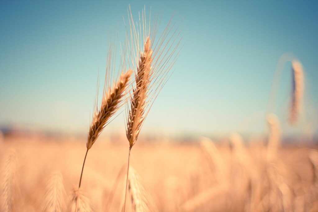 wheat, ear, dry, harvest, autumn, summer, cereals, grain, field, wheat field, cornfield, plant, eat, food, arable, wild, outdoors, landscape, nature, serene, peaceful, tranquil, natural, scenery, season, wheat, wheat, wheat, wheat, wheat, harvest, grain, food