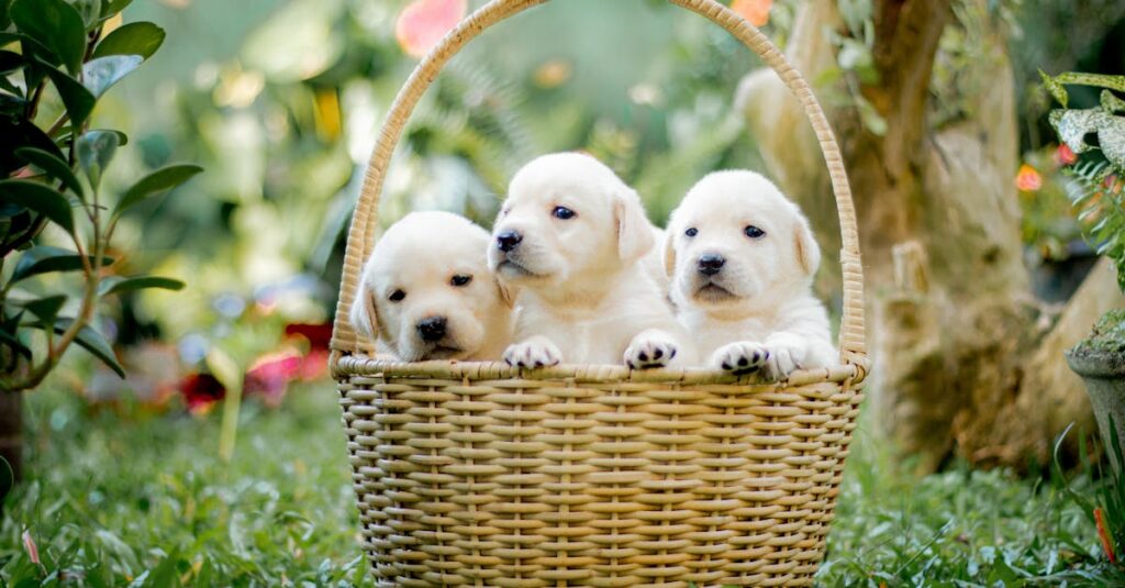 Three cute Labrador Retriever puppies sitting in a basket outdoors.