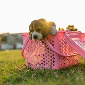 A cute beagle puppy in a pink basket on bright grass outdoors, capturing a joyful and playful moment.